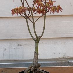 Bonsai, Japan Maple eight year old 18 inches