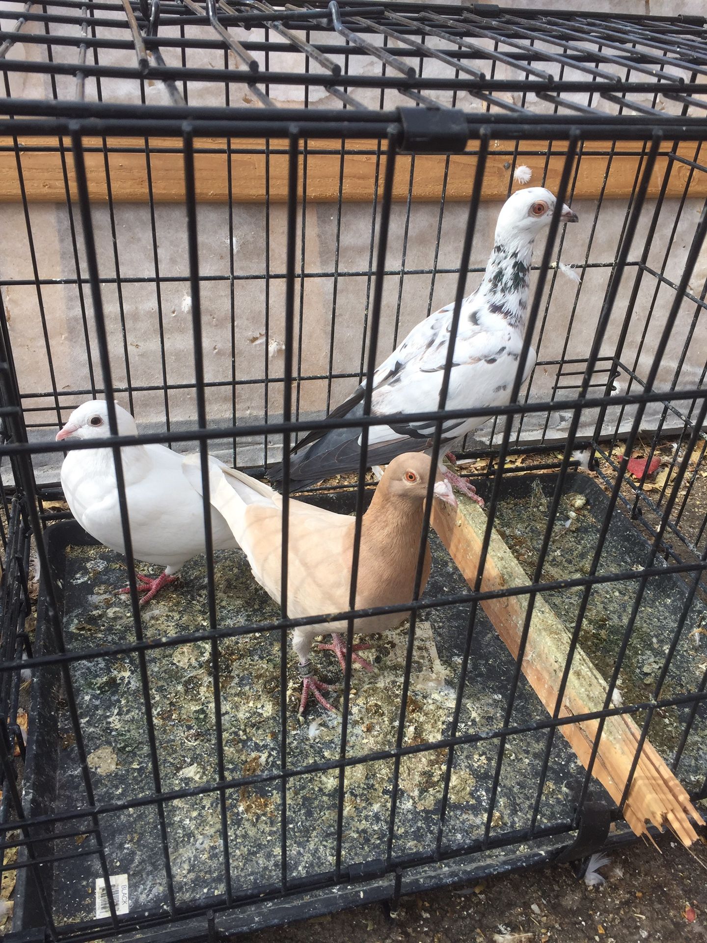 Racing Pigeons