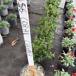 Fast Growing Coral Creeper Vines – 1 Gallon – $6 Each 🌺