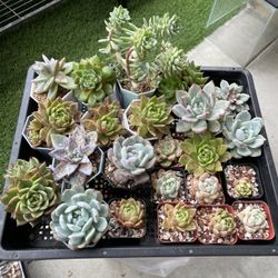 Succulents 