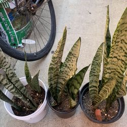 Snake Plants 