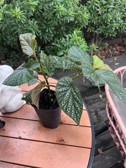 Angel Wing Begonia Lucerna Plant