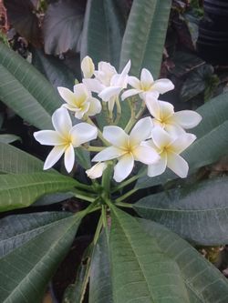 Plumeria