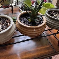 Succulents