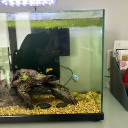 10 Gallon Fish Tank 