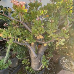 Large Lucky Jade Plant Around 6 in Thick Trunk 5 Gallon Pot 4FT Tall 