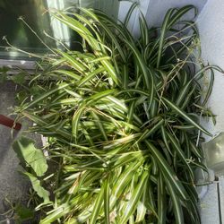 Babies of Spider Plant