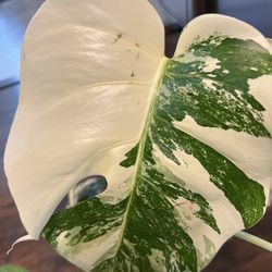 Stunning Variegated Monstera Albo Plant Cutting (pls Read Description)