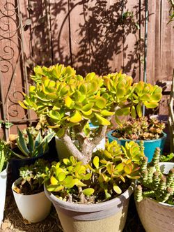 Jade Plants