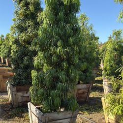 Podocarpus henkelii 24 gallons box