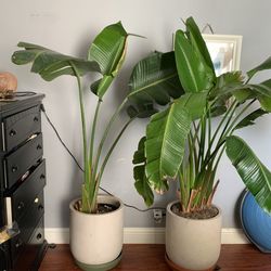 Birds Of Paradise palm trees For Sale!