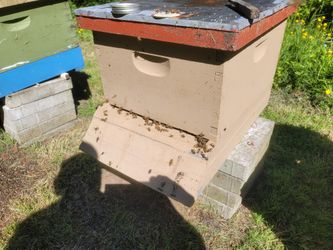 Bee Hive Complete 