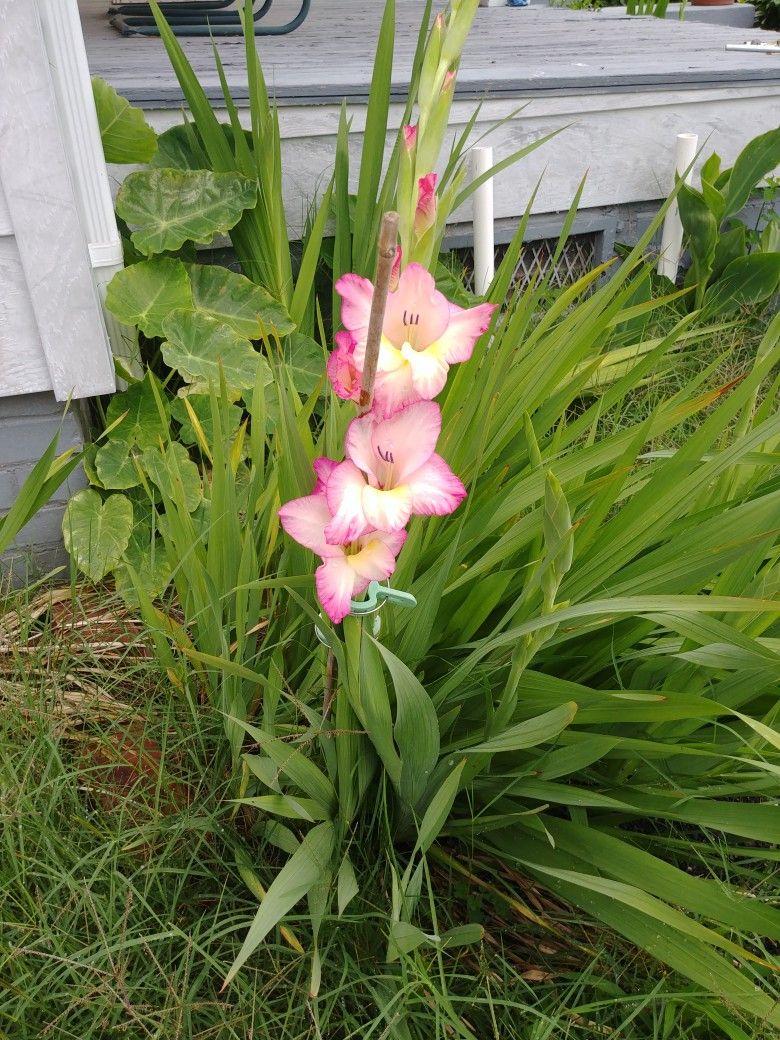 Gladiolus