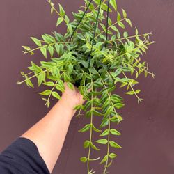 6” hoya bella