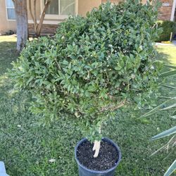 Bush