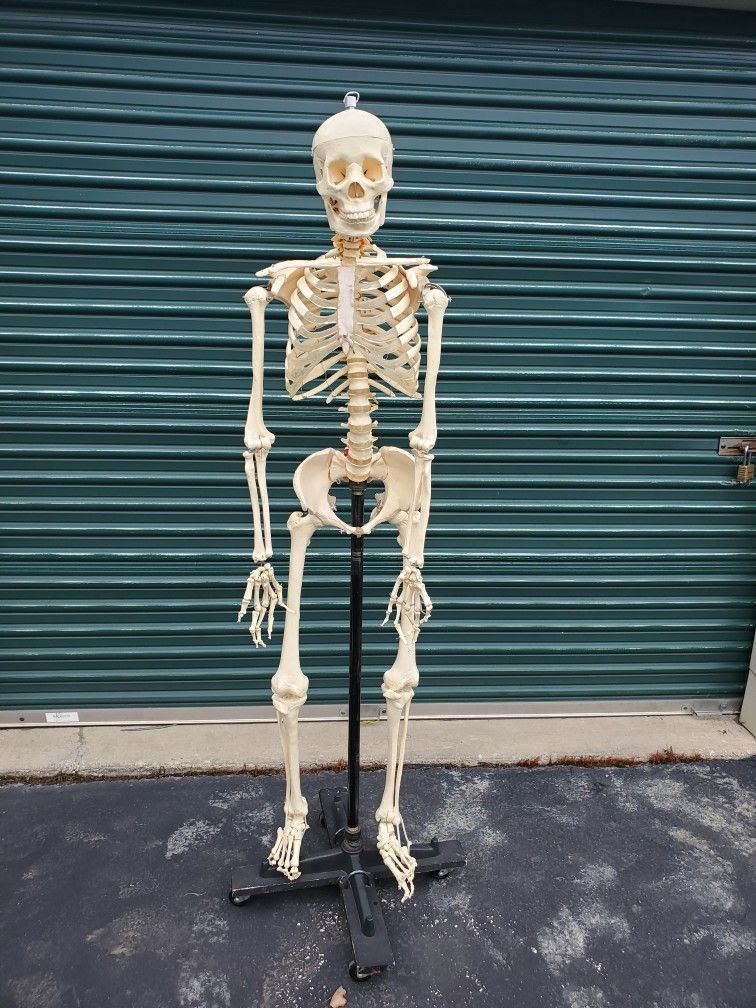 Skeleton  (Medical)