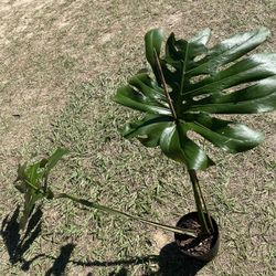 Large Monstera Deliciosa Plant