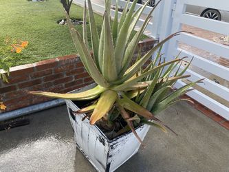 Large Mature Aloe Vera Plant In A Pot