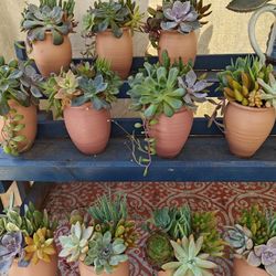 Cute Terracotta Pots With Succulents Arrangements 