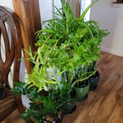 Chlorophytum (Spider Plant)