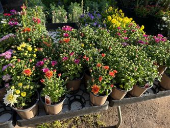 Flowers 4$ each pot or sixpack