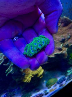 Corals