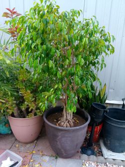 5ft Mature Ficus Benjamina