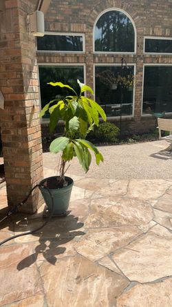 Beautiful 60" (5ft) Established Plumeria Tree with Teal Planter – Healthy & Growing!