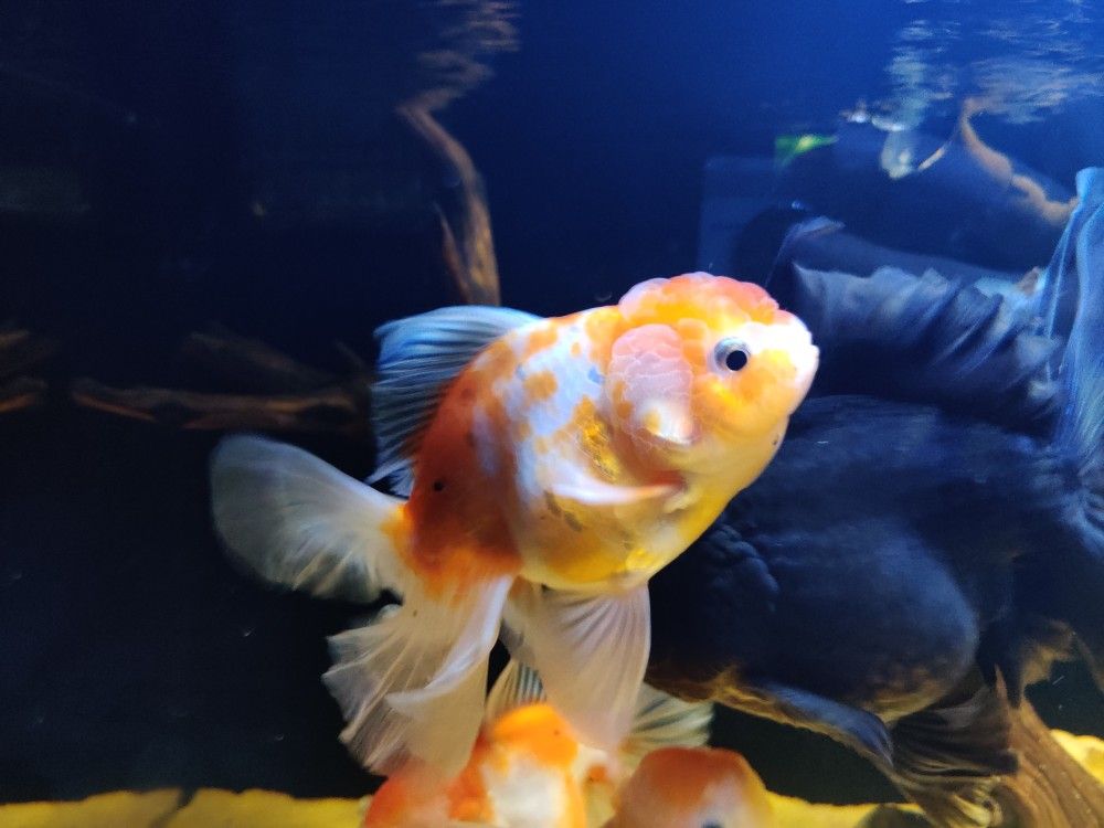 Thai Oranda Sakura Rose Tail