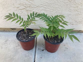 Edible Xiang Chun Chinese Toon Mahogany “Beef and Onion” Tree Plant