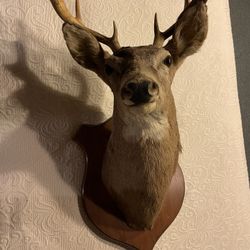 8 Point Buck Deer Head Mounted 