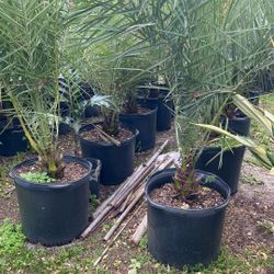 Date Palms /Sylvester Palms 