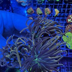 Triple Head Torch Dragon Tammer euphyllia