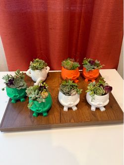 3D printed plant pot with live succulents- Murrieta