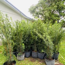 Plantas 