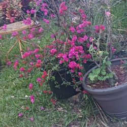 bougainvillea
