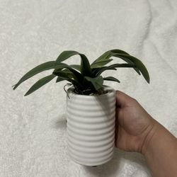 Artifical Plant 