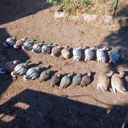 1 Dozen Mallard 6 Pintail 6 Teal
