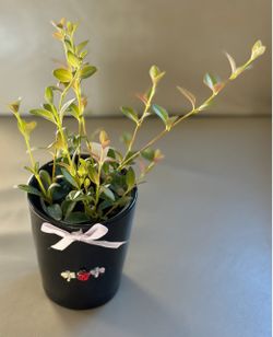 Goldfish Plant