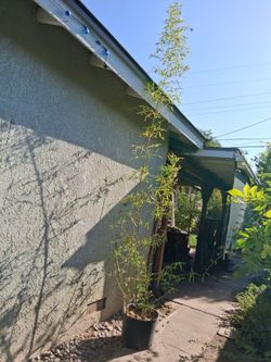 Bamboo tree