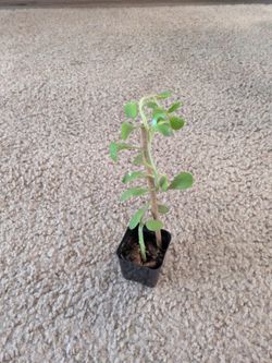 Jade plant