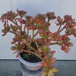 So beautiful huge lucky red Jade plant bonsai old money tree 幸运发财树 only one hurry