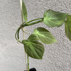 Beautiful Philodendron Camposportaonum Plant 