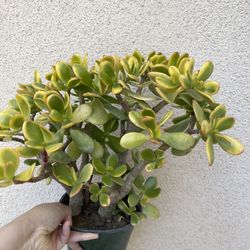 Golden Sunset Lucky Jade Tree Plant 