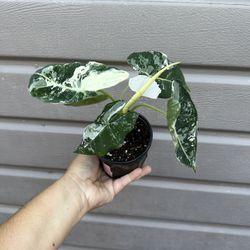 4” variegated alocasia frydek