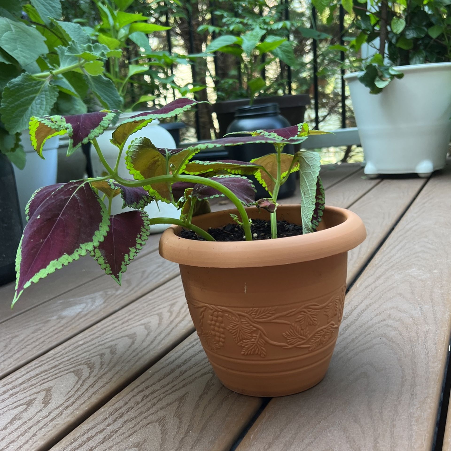 Coleus Plant With Pot