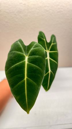 Alocasia Frydek #4
