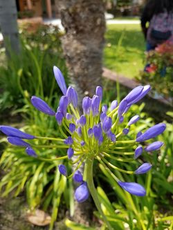 Agapanthus long stem blue flowers see picture in one gallon pots