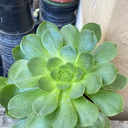 Suculenta Aeonium Canariana 