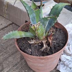 Agave  Plant
